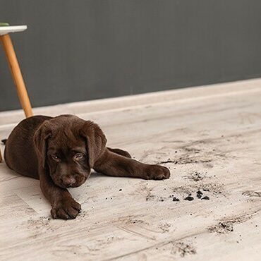 Caring For Laminate | Carpet To Go